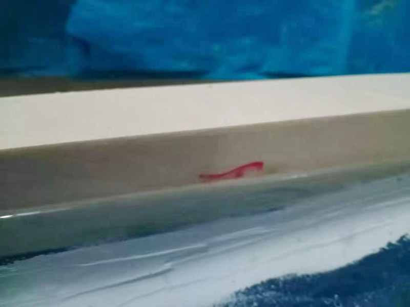 浴室防水裝修：首先要將墻面地面都要清潔干凈，這點(diǎn)非常重要，不能有散沙、土、石塊等干擾基層。如果基層開發(fā)商做的很不好的話，表面還要刷一層界面劑以防止墻面表面起沙。用噴壺將陰角部分和管根部分噴水，噴水的主要目的就是防止墻面吸收了堵漏寶太多的水分，造成堵漏寶沒有和墻面凝結(jié)在一起。那么噴多少水呢，建議以表面沒有明顯積水為宜。刷完以后，將第一遍堵漏上鋪好網(wǎng)格布，主要是防止堵漏初凝以后裂開。然后進(jìn)行第二遍涂刷堵漏，刷完就要進(jìn)行下面柔韌性防水涂刷的步驟了。