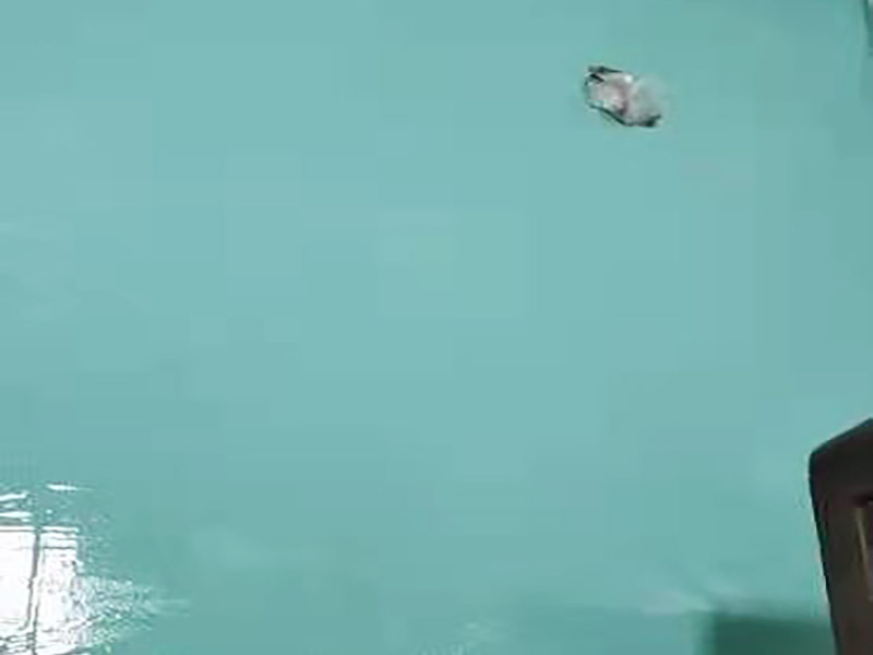 常德衛(wèi)生間防水多少錢(qián)一平方